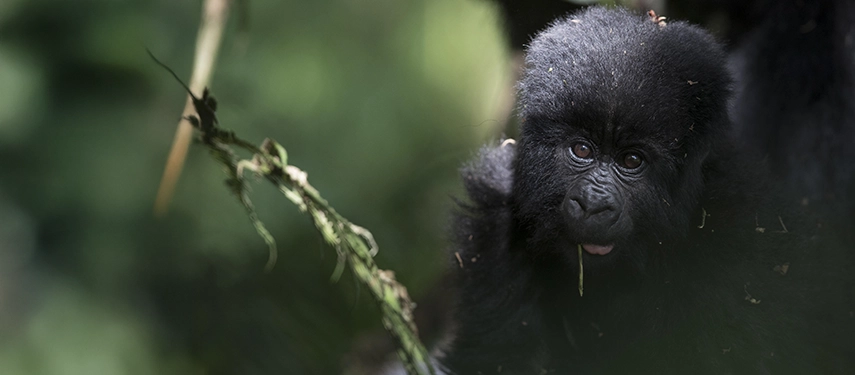 Baby mountain gorilla peering through foliage with curious eyes in the forests of Mgahinga National Park.