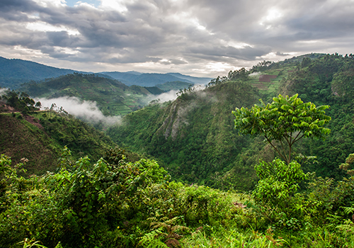 Bwindi's Impenetrable Forests - walk here on a safari to Uganda with The Classic Safari Company