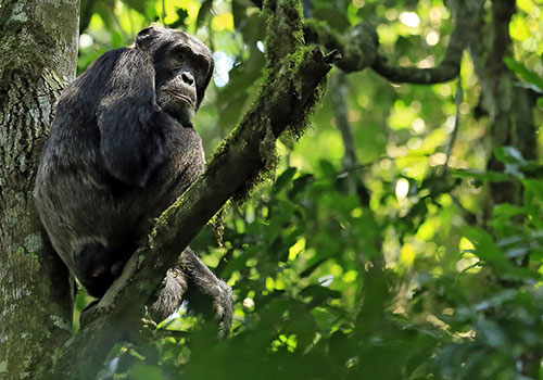 Chimpanzees in Uganda - Safari with The Classic Safari Company