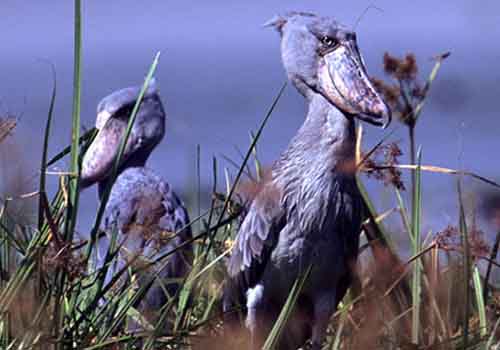 Shoebill Stork in the Bangweulu Wetlands Zambia - safari with The Classic Safari Company