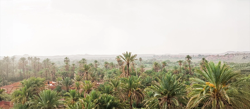 Panoramic view of Ouarzazate’s lush palm oasis stretching towards distant hills.