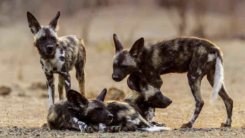 Pack of African wild dogs resting and staying alert on the dry savannah - a conservation success story for Tembo Plains Camp in Sapi Reserve, Zimbabwe.