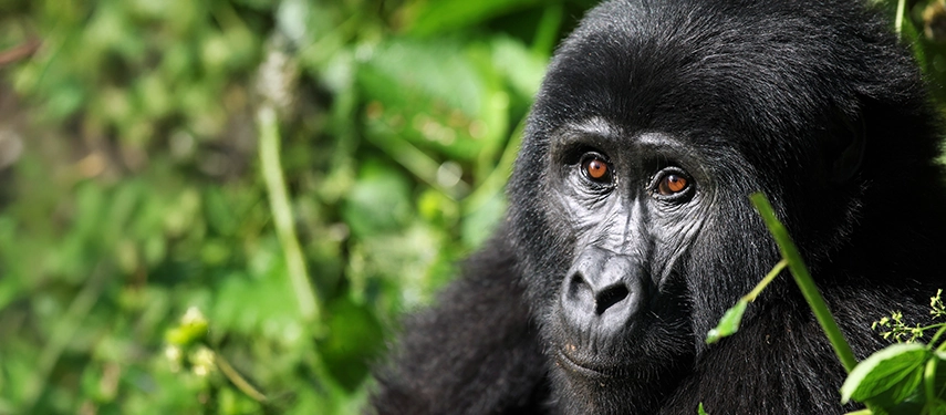 Close-up of a mountain gorilla in lush green foliage, eyes gazing thoughtfully