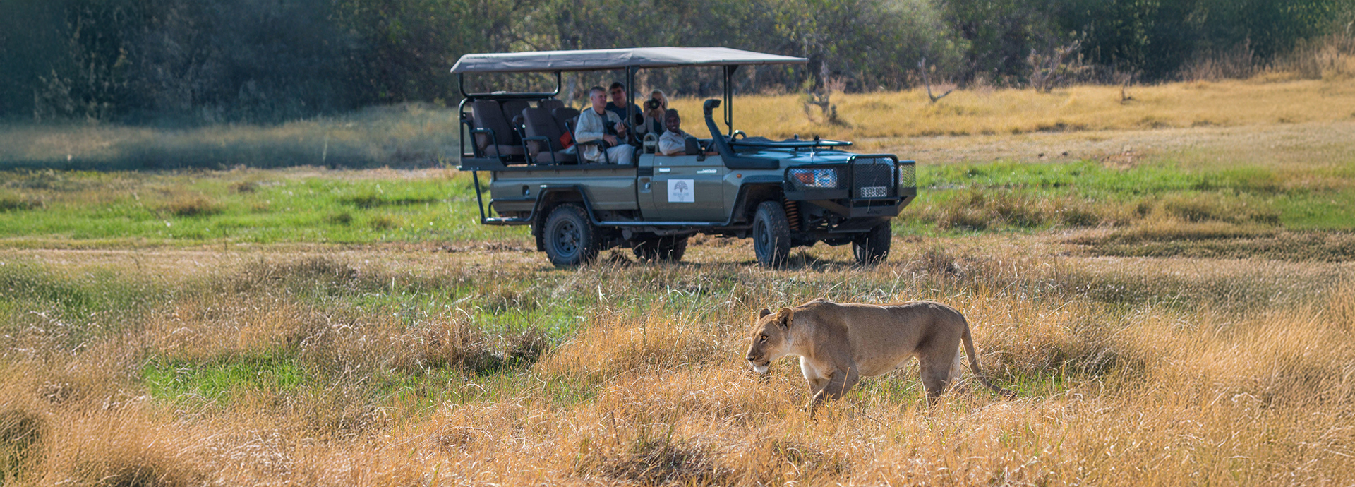 A lioness walks through dry grass while safari guests observe from a nearby game drive vehicle.