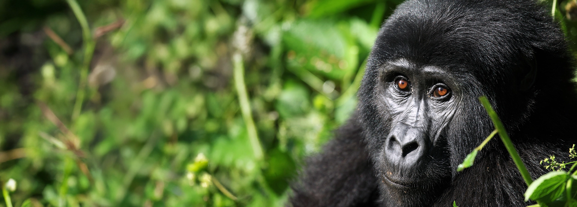 Mountain gorilla reclining under dense jungle canopy while chewing a green stem in Bwindi Impenetrable Forest.