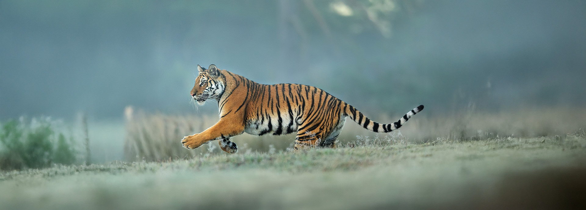 Tiger spotted during an adventurous Indian safari
