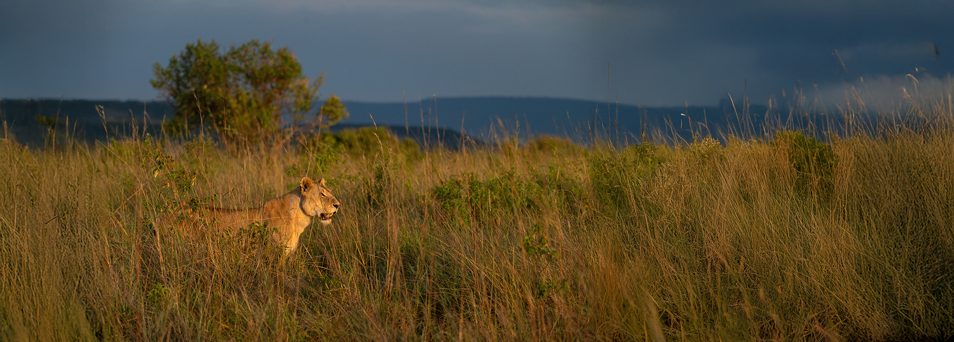 A lioness standing alert in tall grasses beneath dramatic skies.