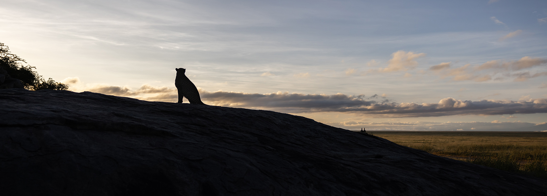 A cheetah sits on a rock at sunset on the Serengeti, Tanzania