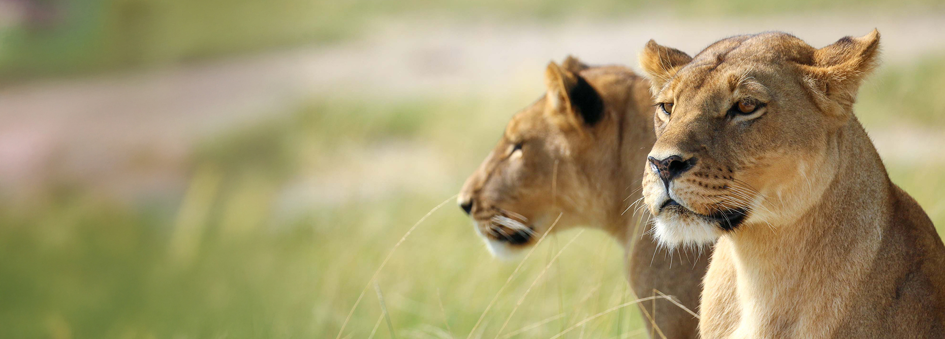 Close-up view of two lionesses watching for prey in the Makgadikgadi region.
