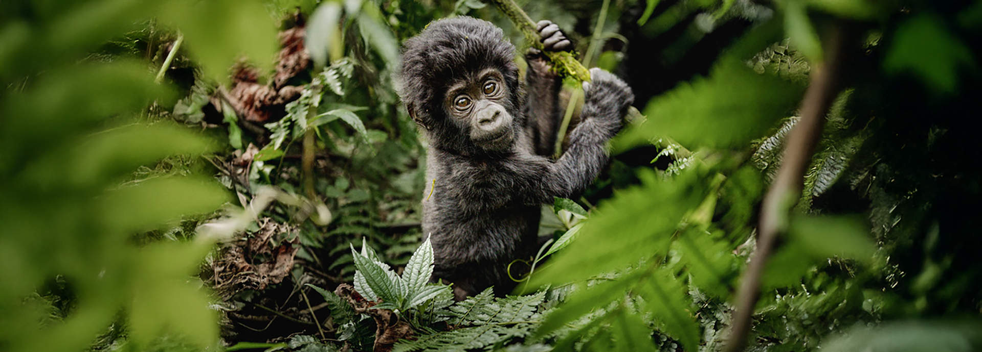 A baby mountain gorilla clings to a vine in the dense Bwindi rainforest.
