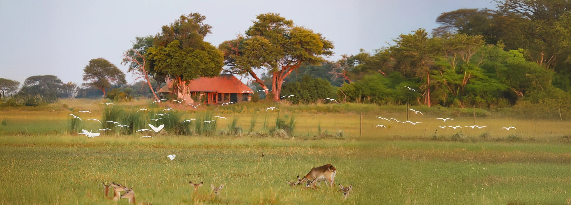 lock of white birds flying above the grassy plains in front of a thatched tent at Kanana Camp.