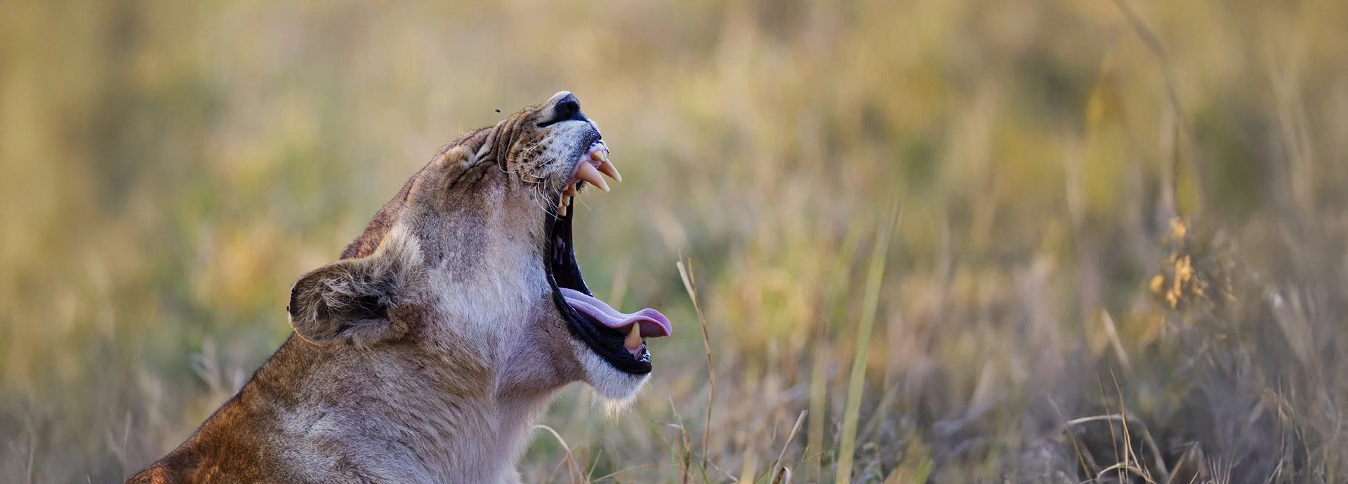 Lioness yawning in the early light, revealing her teeth and powerful jaw near Kanana Camp.