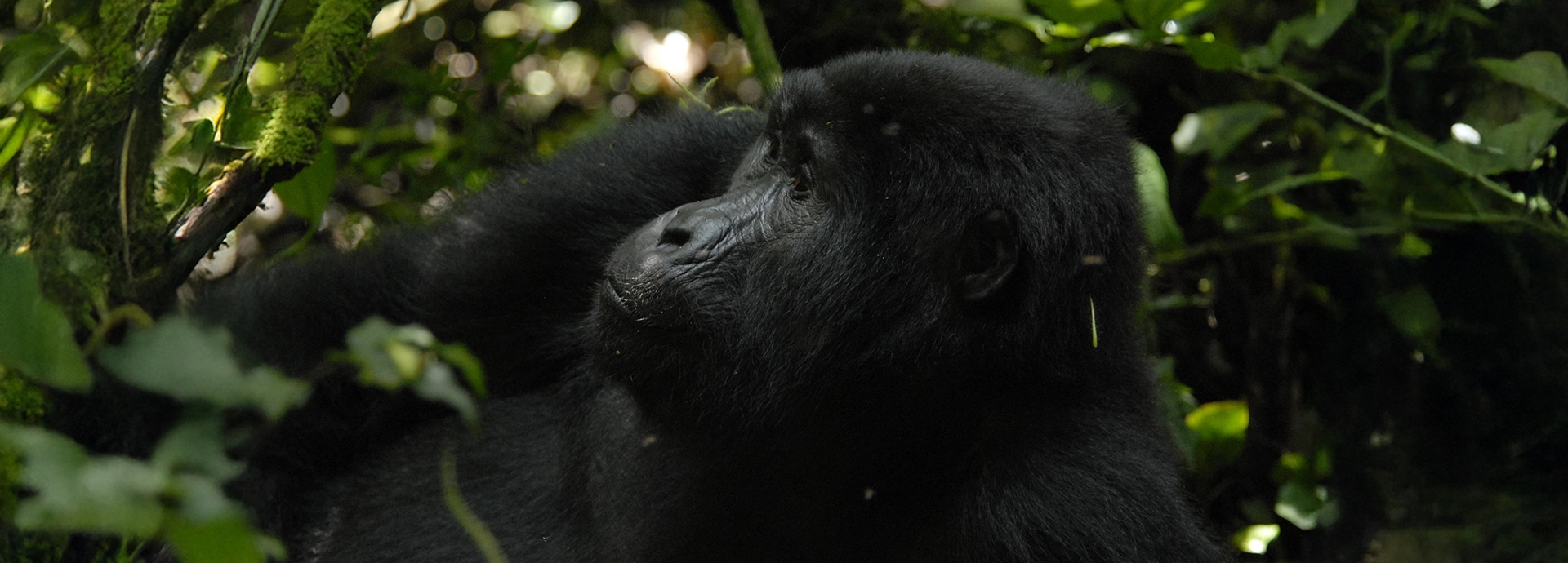 Mountain gorilla resting in a shadowy forest glade surrounded by moss-covered branches and thick vegetation.