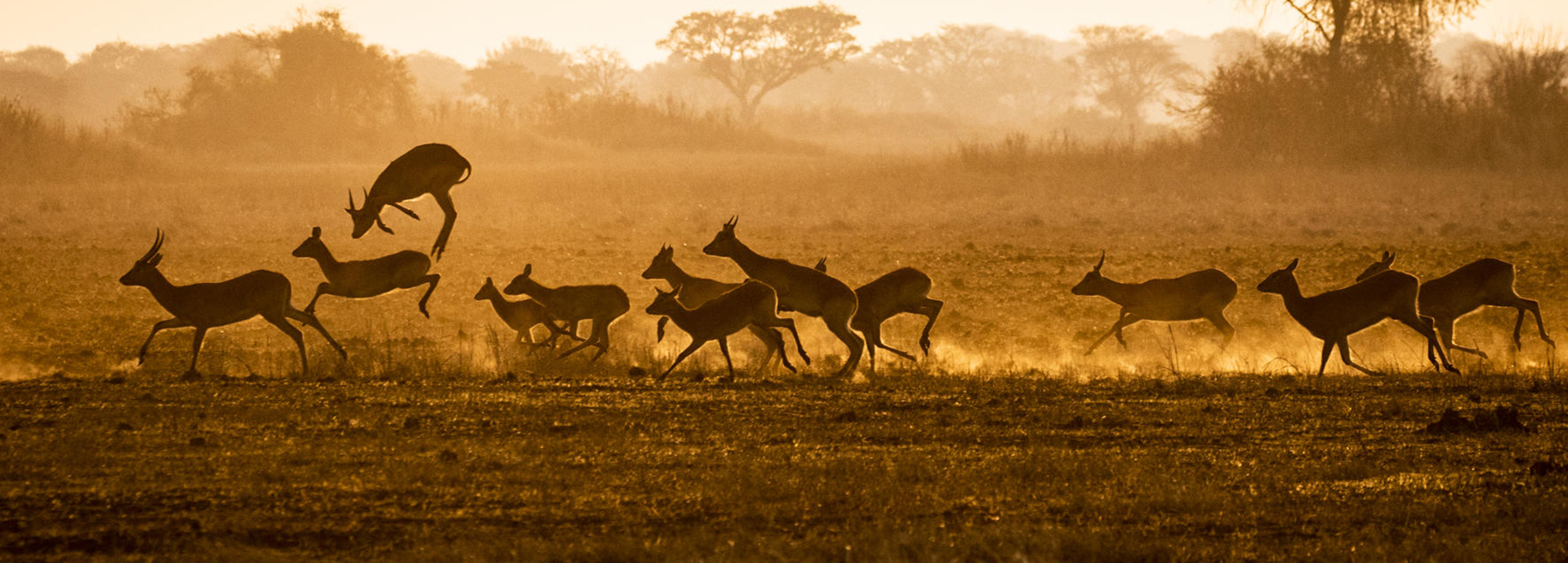Gazelles leaping at sunset on Busanga Plains