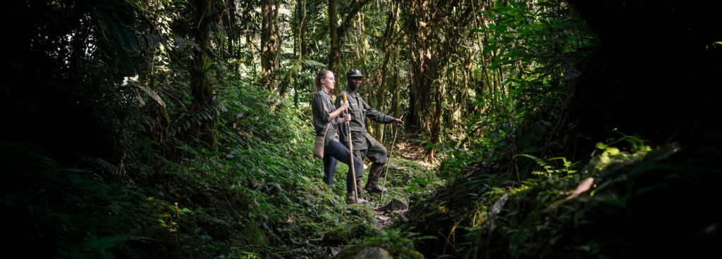 Guest and guide gorilla trekking in Bwindi Impenetrable Forest, Uganda