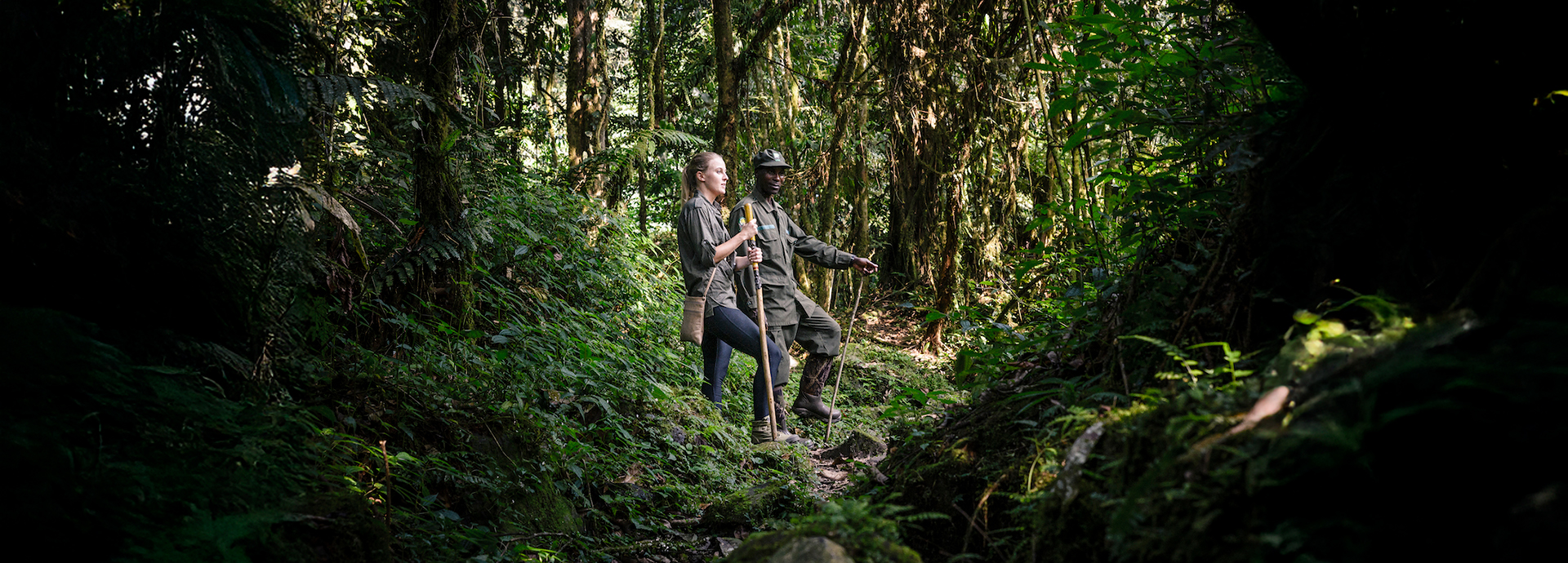 Guest and guide gorilla trekking in Bwindi Impenetrable Forest, Uganda