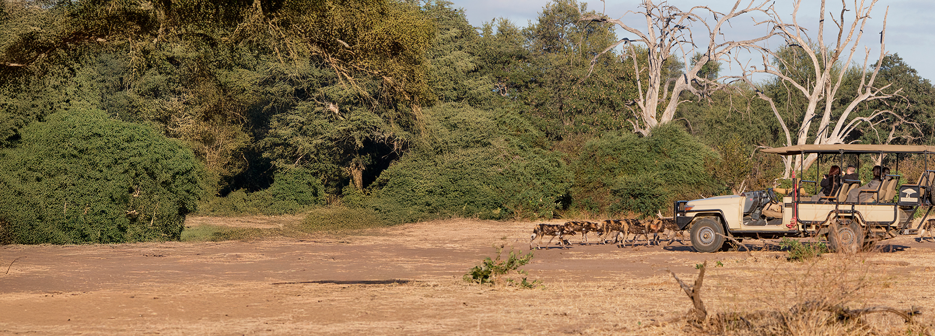 A game vehicle pauses to watch a pack of wild dogs trotting across an open plain.