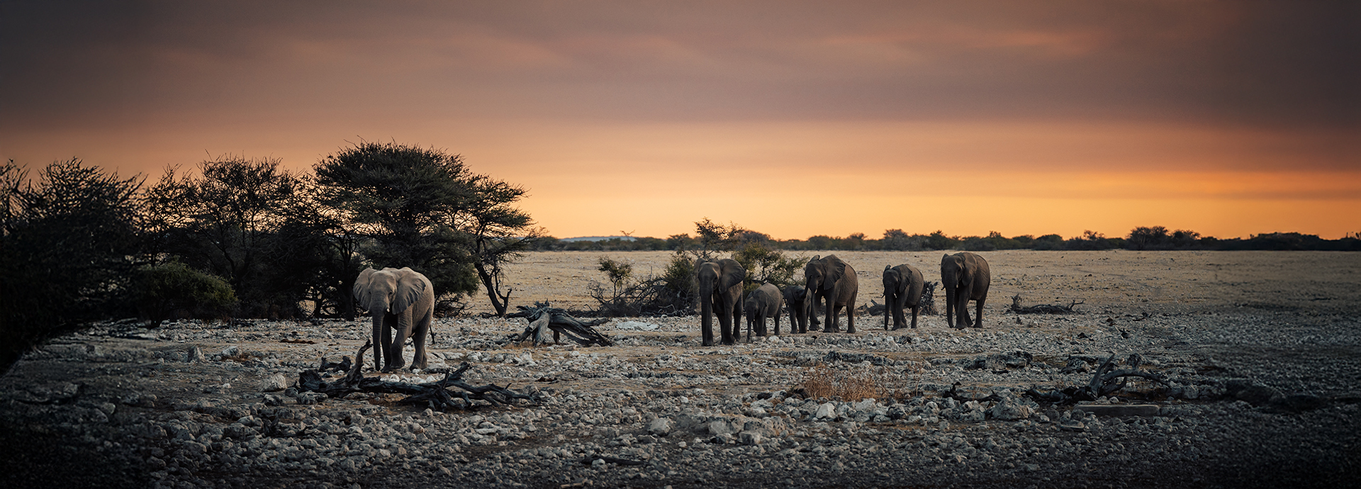 A herd of elephants gathered near sparse trees on a dry Etosha plain at sunset.