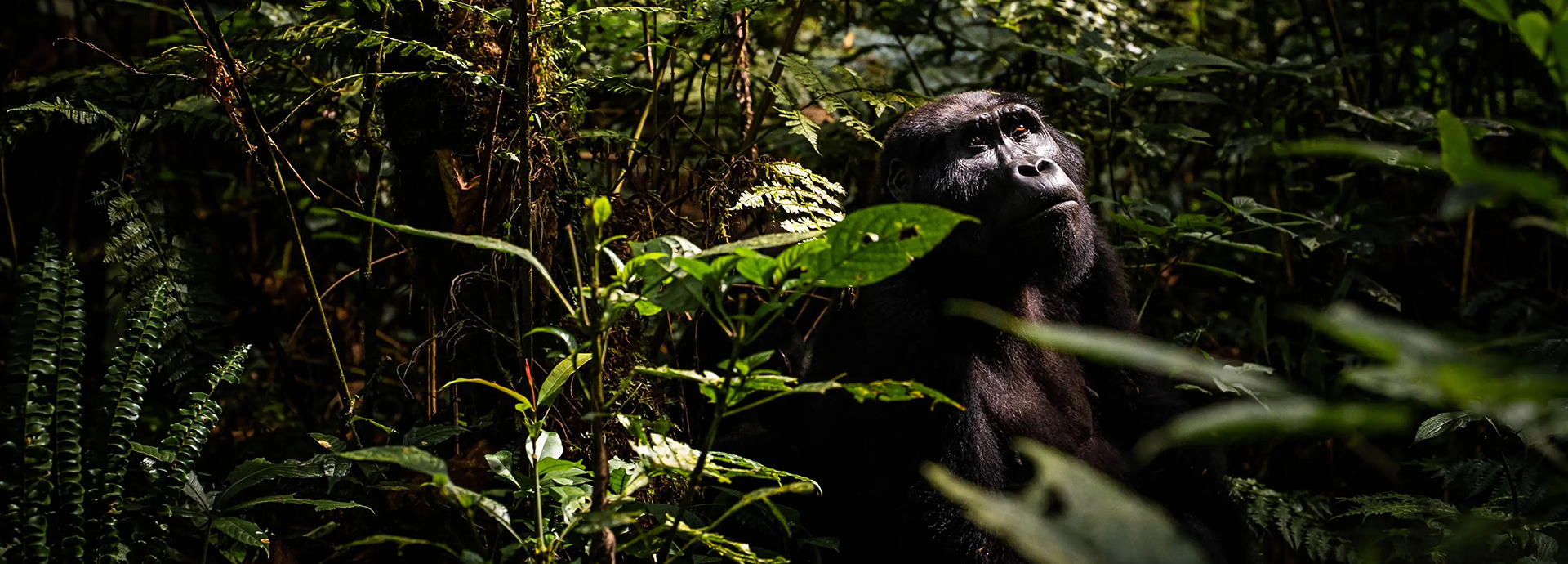 Gorilla in Bwindi Impenetrable Forest