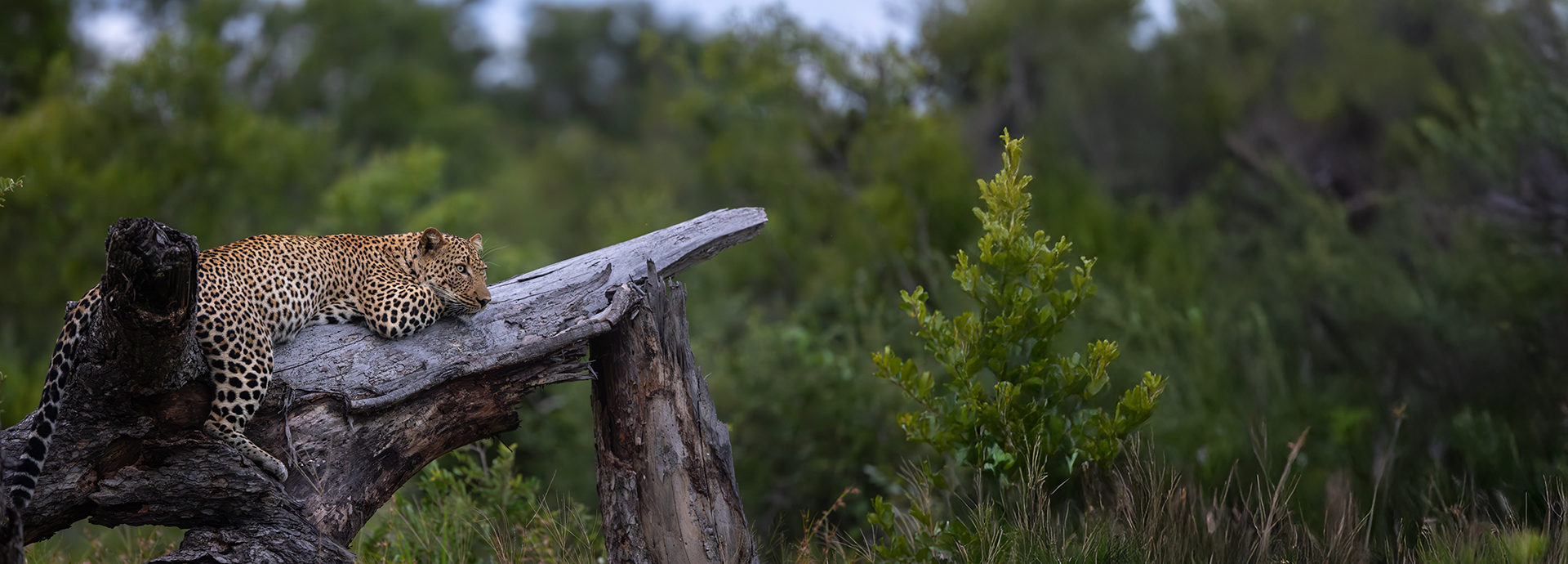 Expansive view of Monwana Lodge glowing at dusk, nestled between trees with soft evening light.