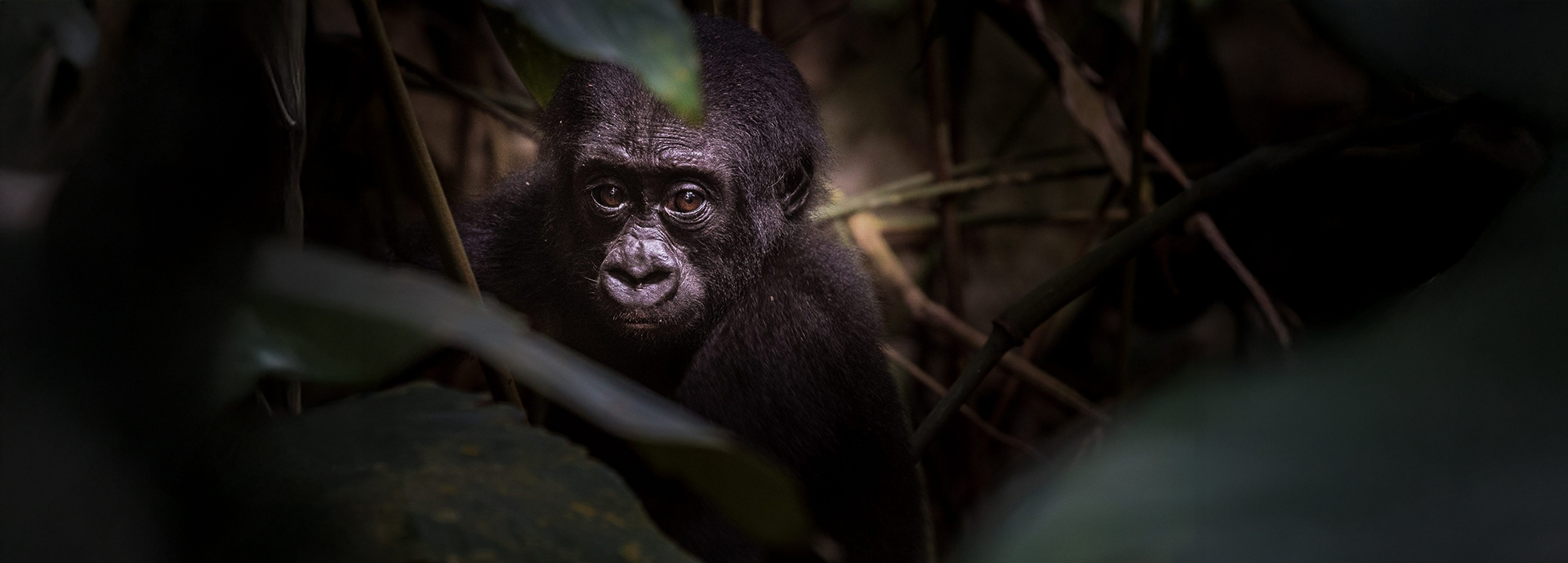 Gorilla Trekking Through The Congo Region To See Lowland Gorillas