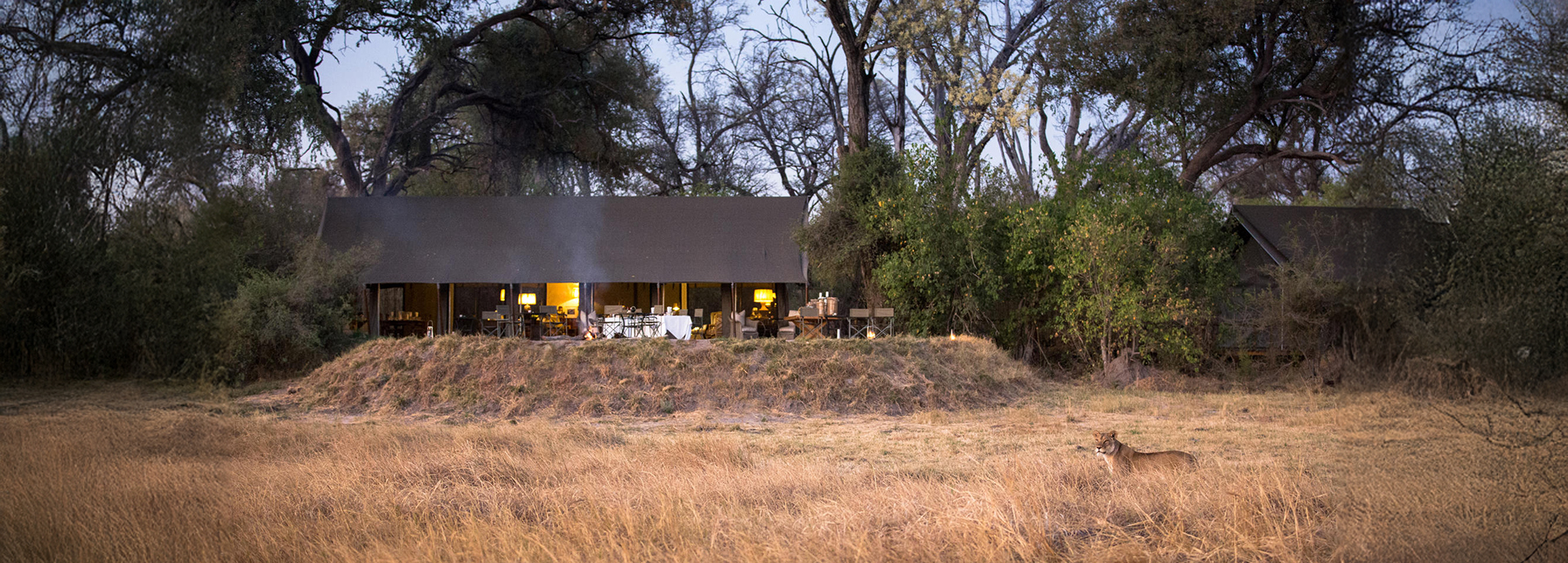A wide-angle view of Little Machaba Camp at dusk with glowing interior lights and a lioness walking in the foreground.