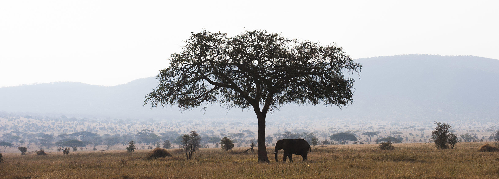 Elephant on Masai Mara, North Serengeti