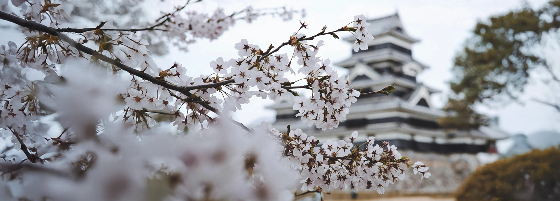 Cherry blossoms frame the historic Matsumoto Castle, blending feudal architecture with Japan’s celebrated springtime beauty.