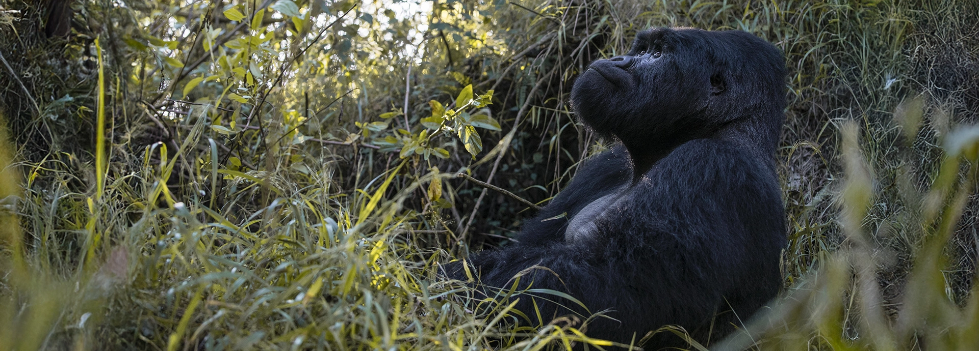 Silverback mountain gorilla seated in tall forest grasses, gazing upward through the greenery.