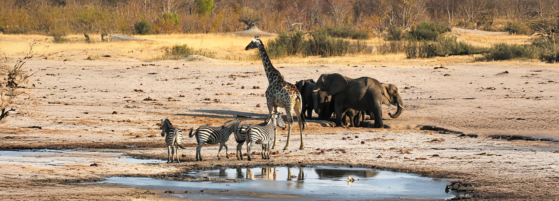 Elephants, zebra and giraffe at a waterhole in Hwange National Park, Zimbabwe