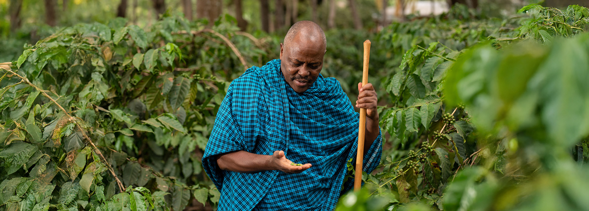 Ngorongoro Farm House Lodge coffee plantation