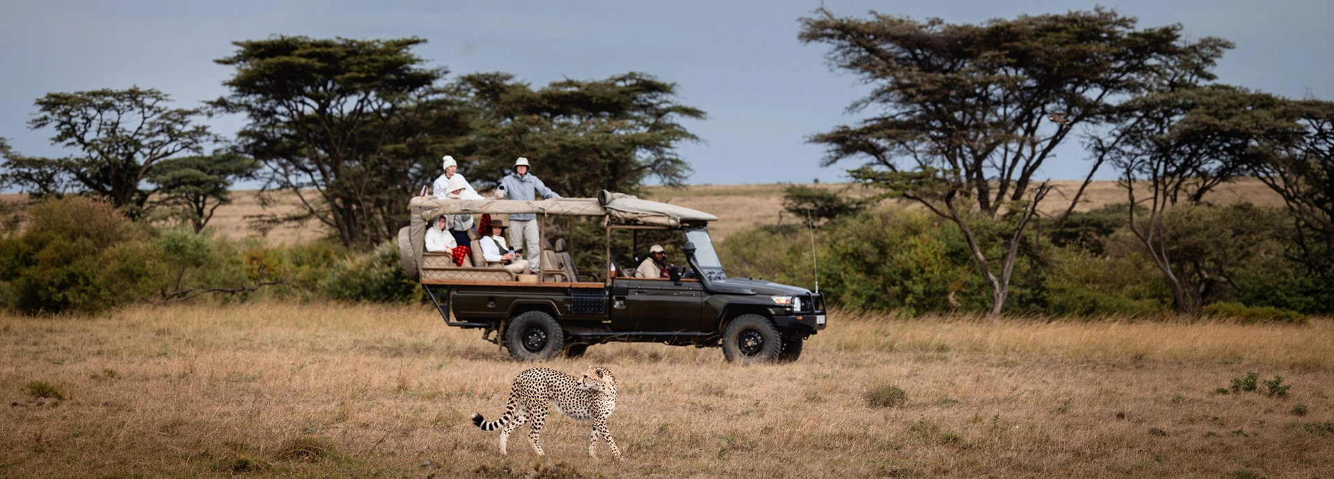 Guests stand in an open four-wheel drive vehicle as a cheetah walks across the foreground on a game drive in the Mara North Conservancy.