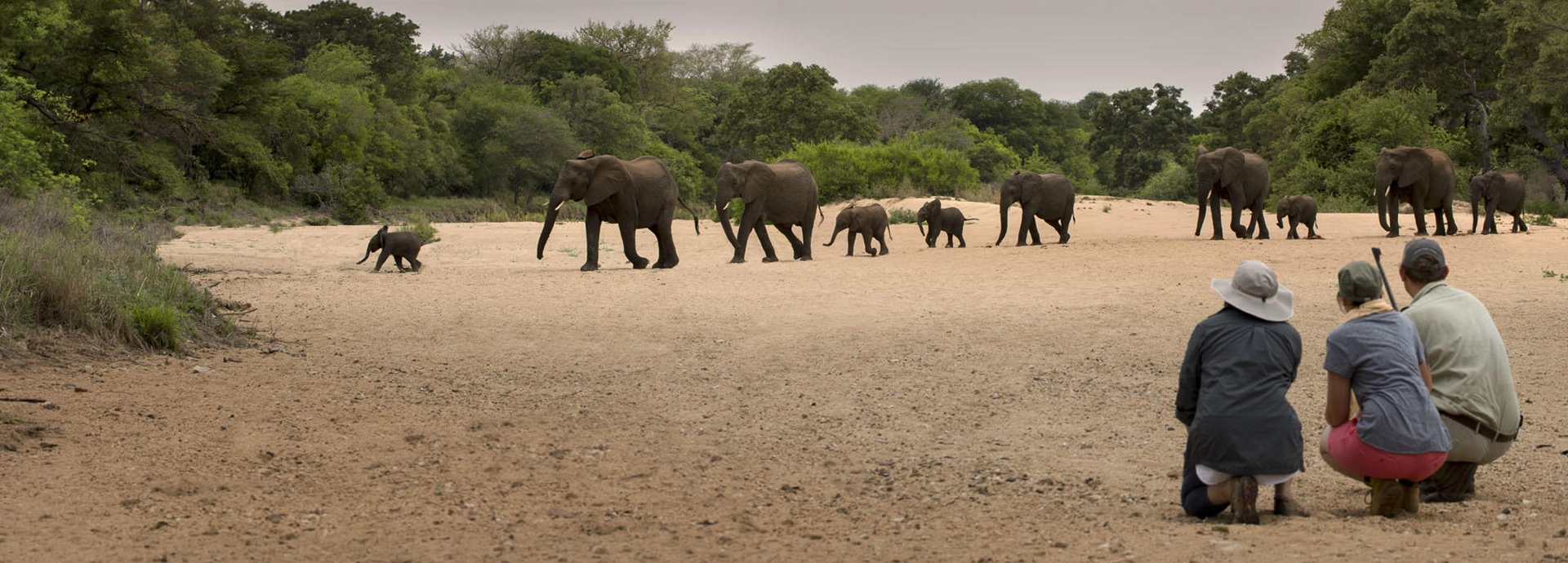 Guests kneeling on a walking safari in a dry riverbed safely observing a herd of elephants in the distance.