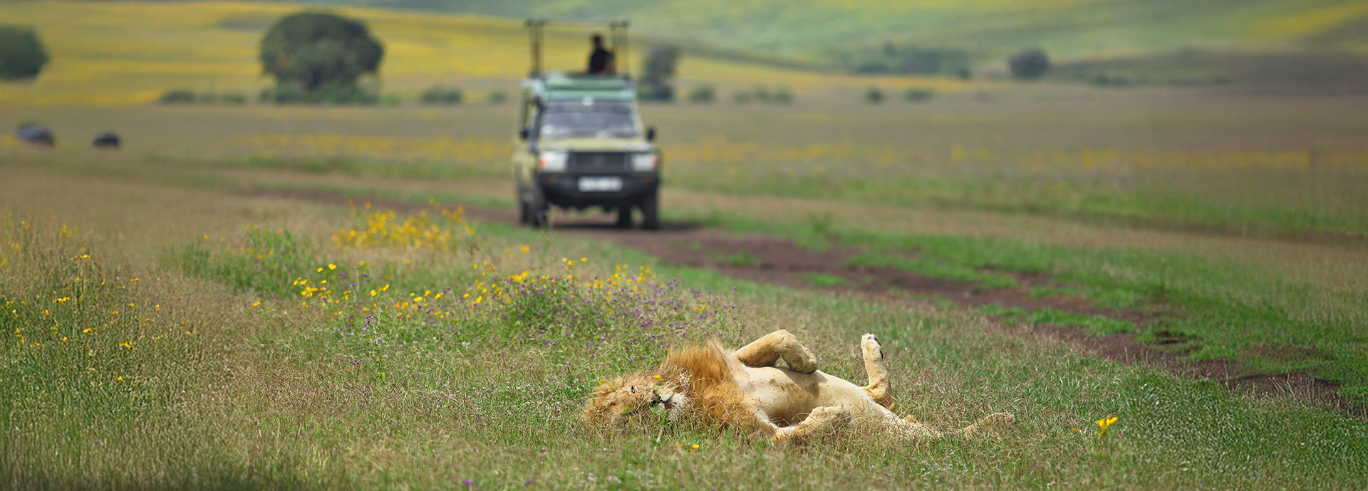 A lion lounges on the plains of the Ngorongoro Crater as a game vehicle looks on
