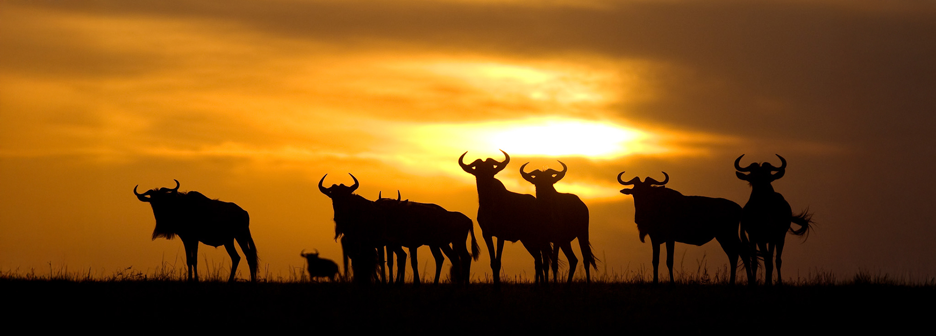 A herd of wildebeest on the Serengeti Silhouetted by the sunset