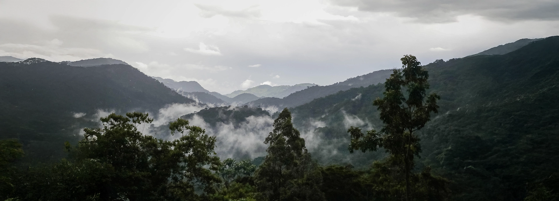 Misty, forested hills rolling across Bwindi Impenetrable National Park, viewed from the high vantage point of Volcanoes Bwindi Lodge.