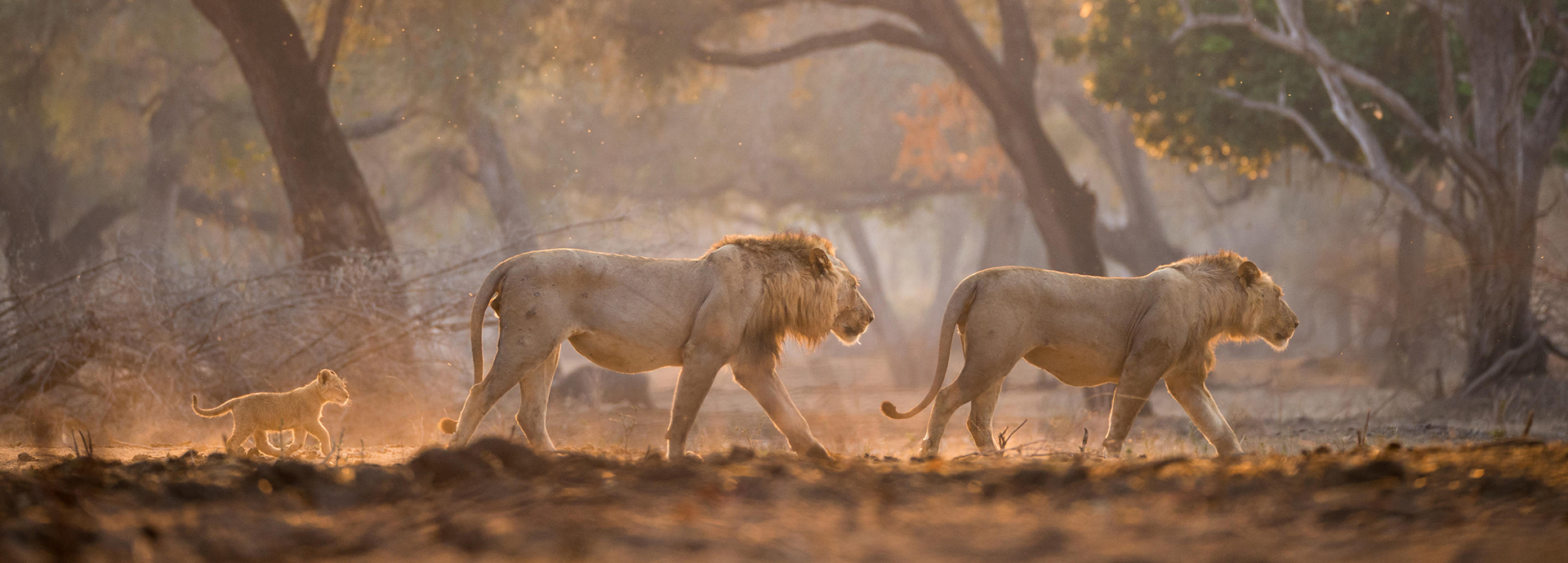 Lion family in HWANGE NATIONAL PARK, Zimbabwe