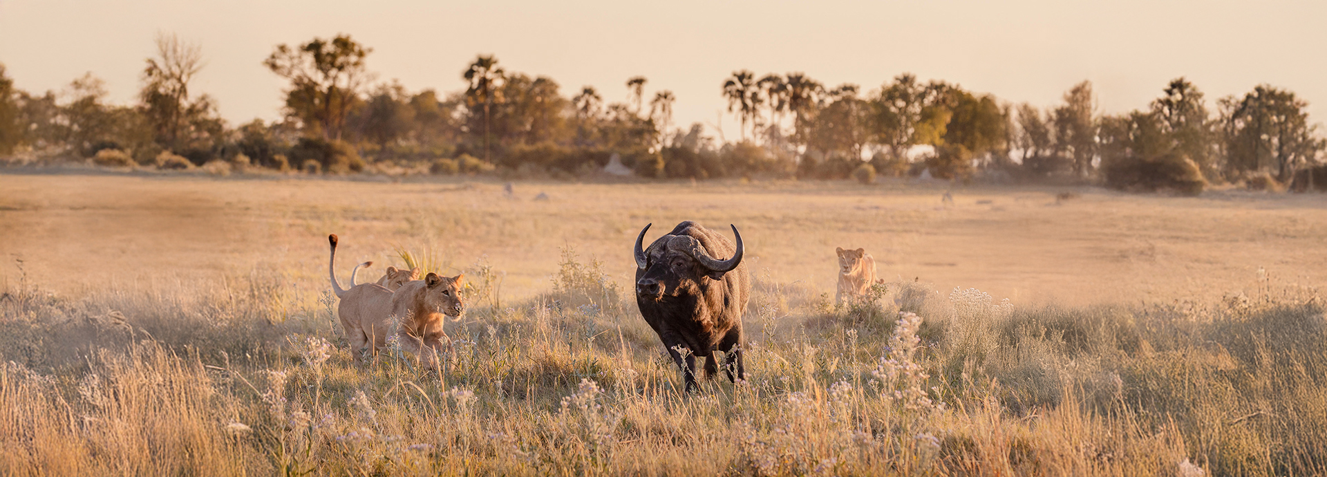 A pride of lions chasing a buffalo in Moremi Game Reserve, Botswana