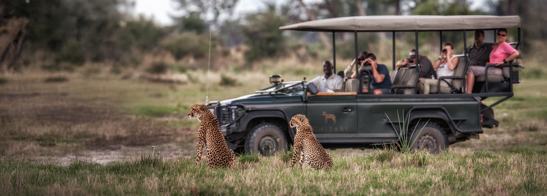 Game drive viewing cheetah at Chitabe Camp, Okavango Delta