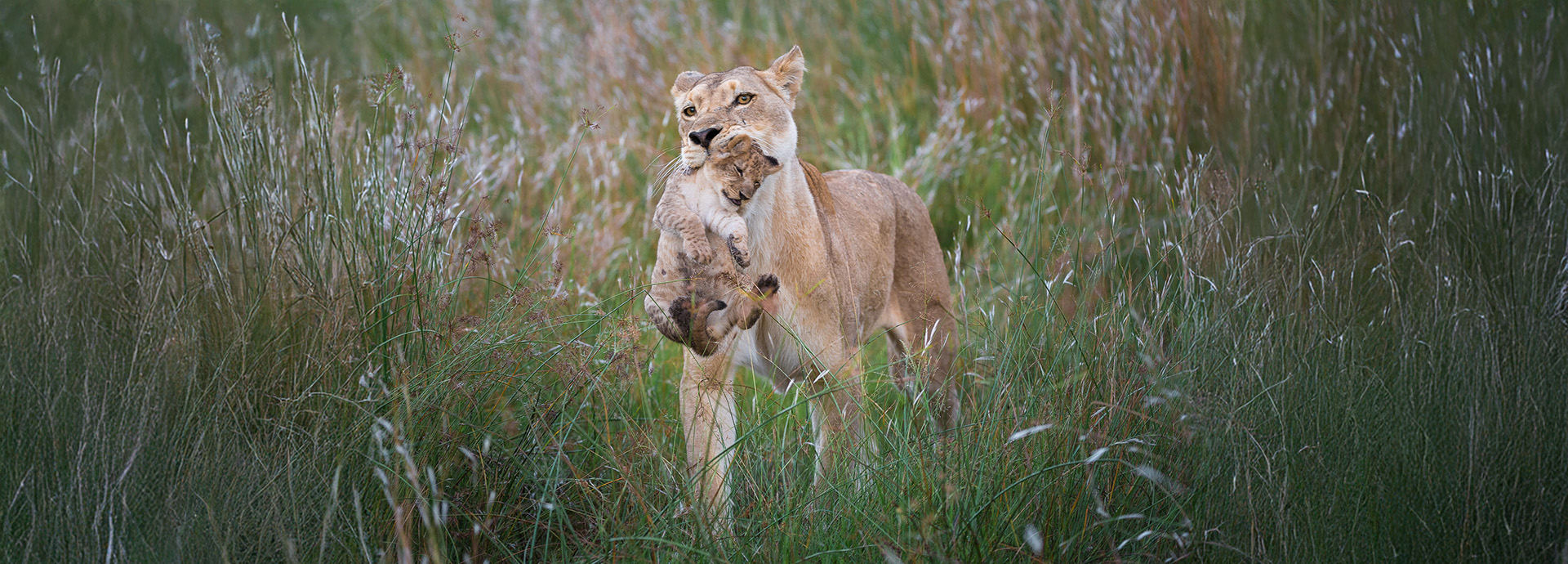 Female lion carries her cub in her mouth through tall grass in Botswana