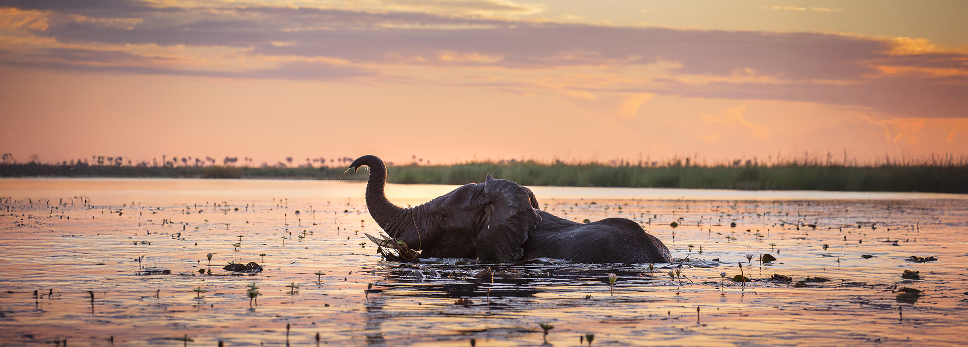 Elephant swimming through deep water in Linyanti Reserve, Botswana