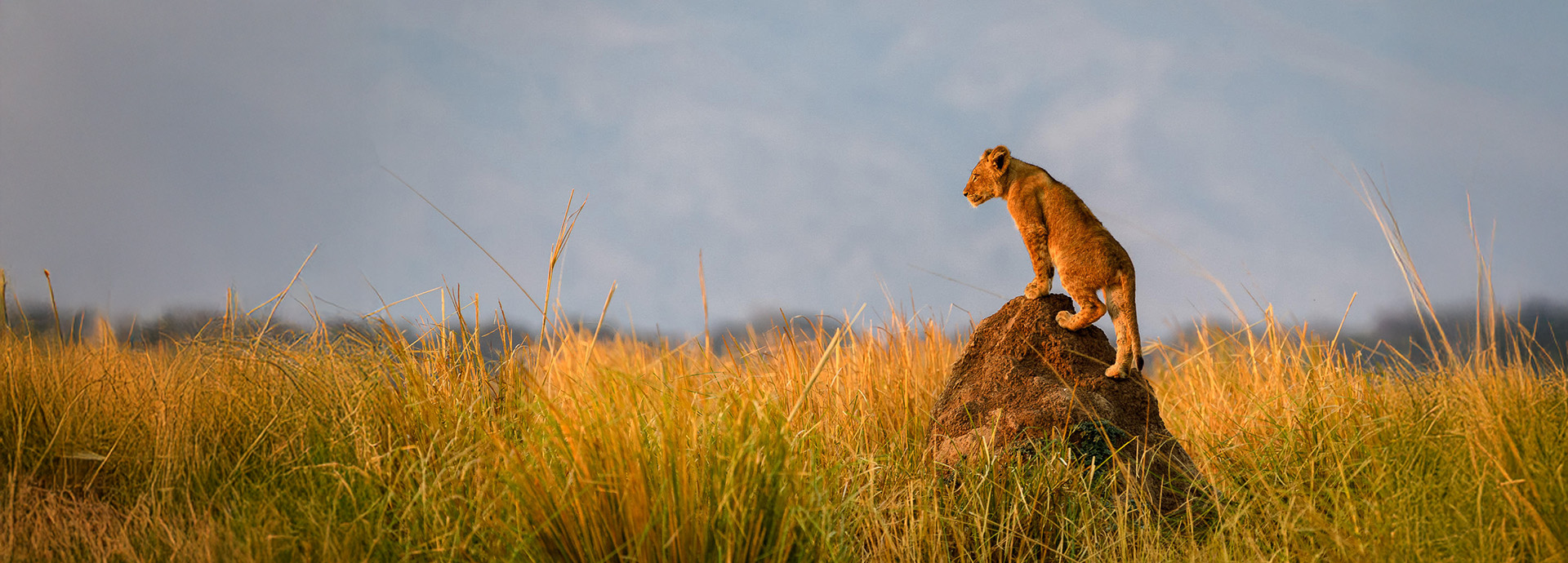 A lion cub standing on a rock in Mana Pools, Zimbabwe