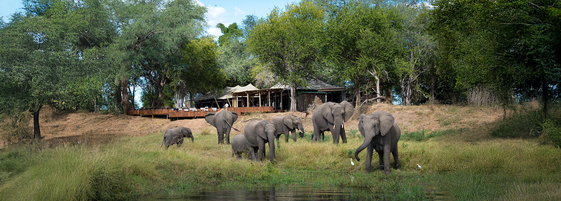 Herd of elephants grazing by the riverbank in front of the camp’s main deck