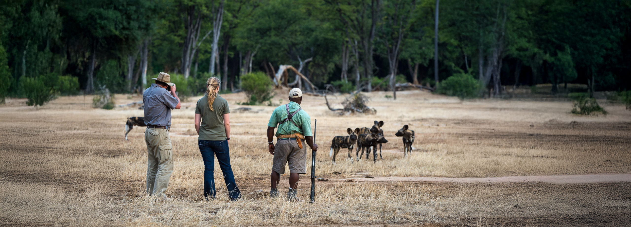 Guided walking safari approaching a group of African wild dogs in the Mana Pools wilderness