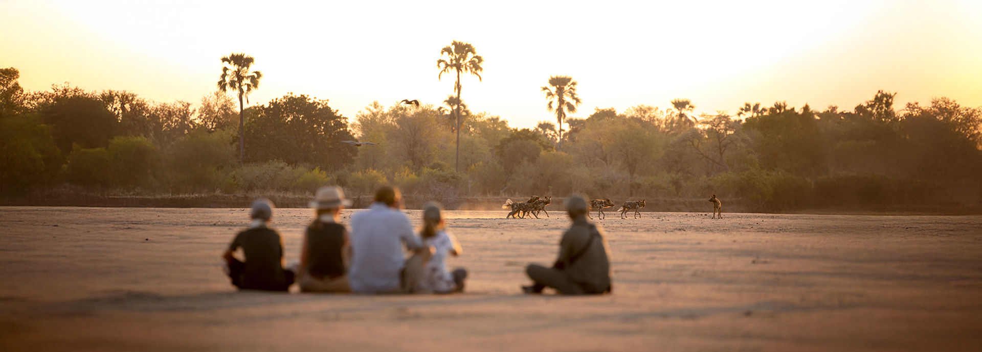 Tourists watching African wild dogs at sunset at Puku Ridge luxury safari camp, South Luangwa, Zambia