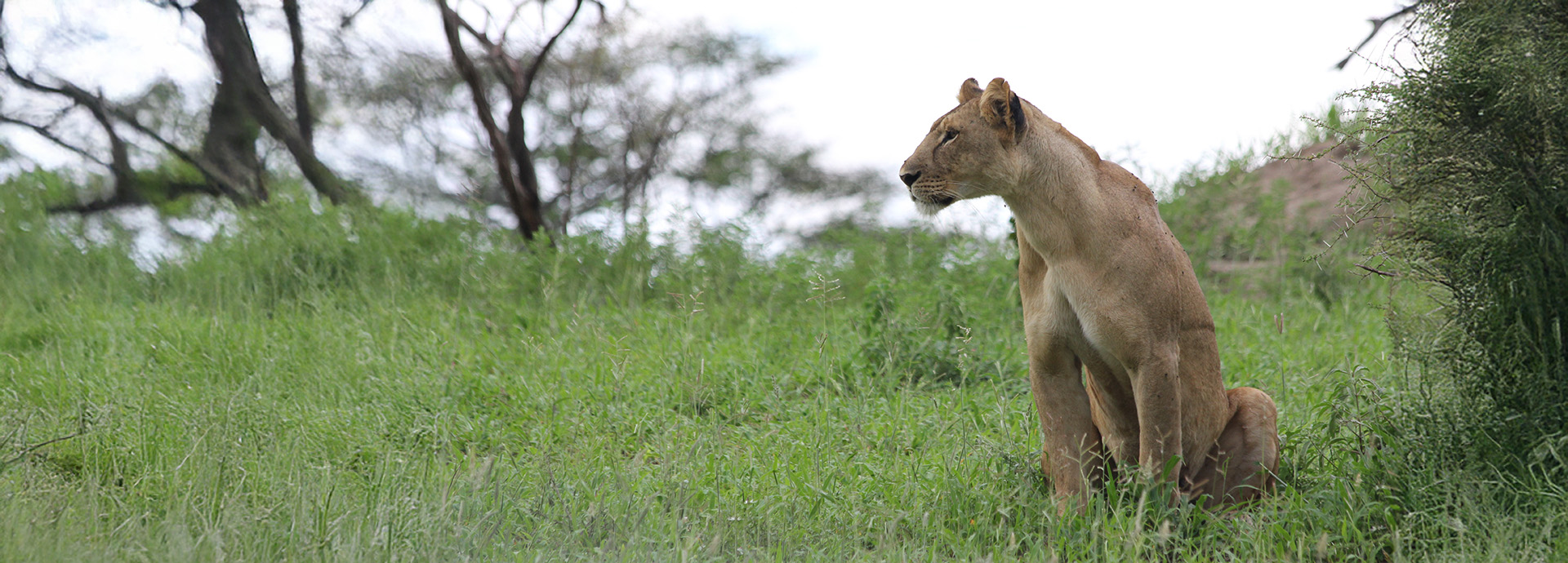 Burunge Tented Lodge lioness