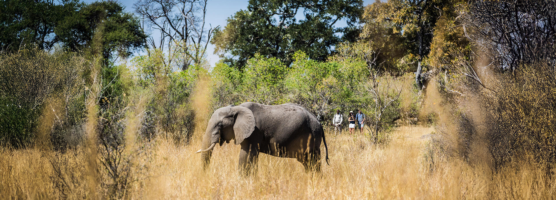 Guests on a guided walking safari approaching an elephant grazing among tall grasses.