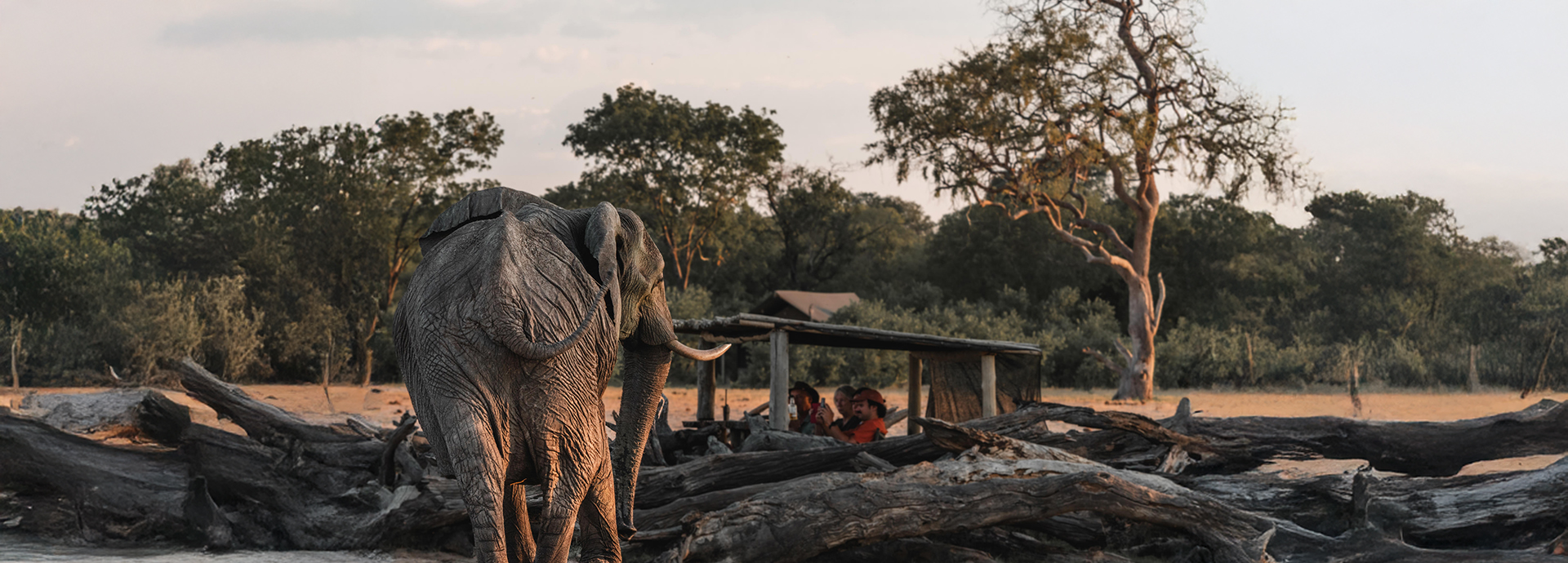 Guests watch a close-up elephant encounter from a low log-pile hide in the bush.