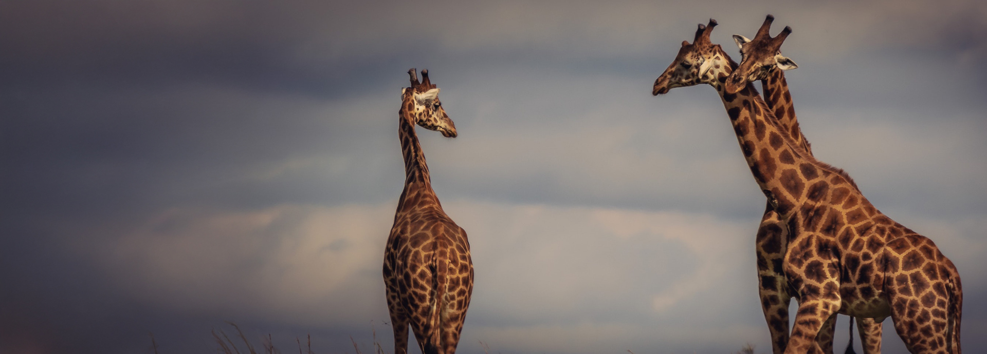 Three giraffe at sunset in Murchison Falls National Park, Uganda