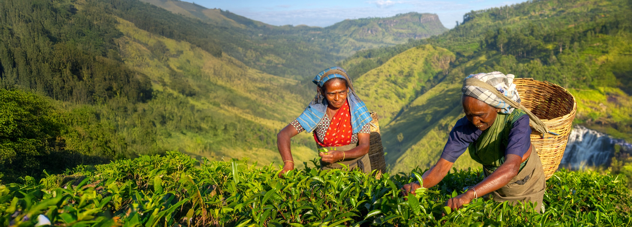 Women picking tea leaves in Sri Lanka’s highland plantations with mountains and waterfalls in the distance.